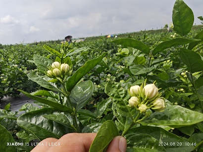 茉莉花爆花（视频）